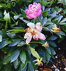GHORG0137~1.jpg